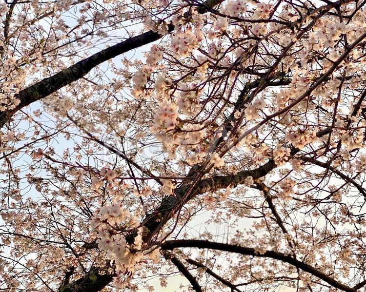 夕暮れの桜 夕暮れの桜 桜並木,桜,薄ピンク色の写真素材