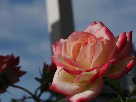バラ園に咲く綺麗な薔薇を撮影しました 花,薔薇,自然の写真素材