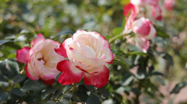 ばらの花 rose,植物,園芸の写真素材