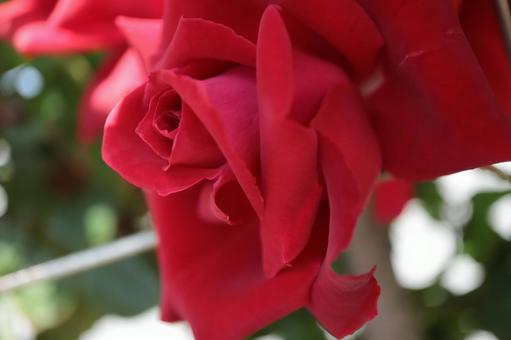 バラ園にて赤い薔薇を撮影しました バラ園にて赤い薔薇を撮影しましたの写真