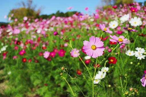 コスモス コスモス,花,花びらの写真素材