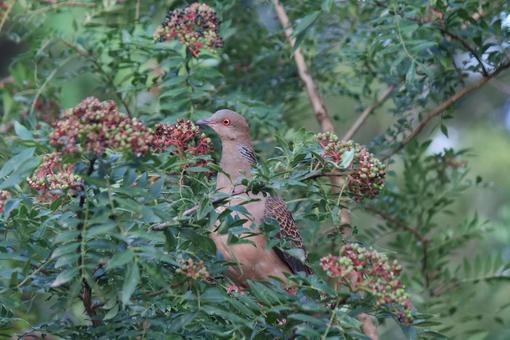 キジバトとイヌザンショウ キジバト,イヌザンショウ,はとの写真素材