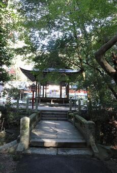 鷺森神社　御幸橋と拝殿 鷺森神社,御幸橋,橋の写真素材