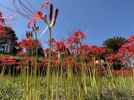 曼珠沙華 曼珠沙華の写真