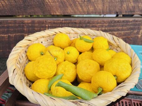 ゆず 柚子,果実,もぎたての写真素材