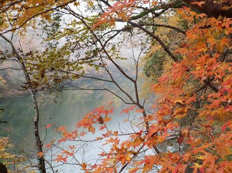 【紅葉写真】美しい紅葉 紅葉,自然,風景の写真素材