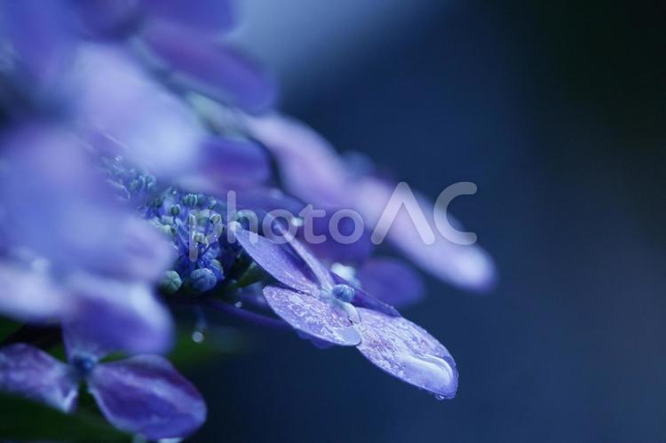紫の紫陽花に雨のあと 紫の紫陽花と雨,雨の日の紫陽花横構図,雨と紫陽花と黒系の背景の写真素材
