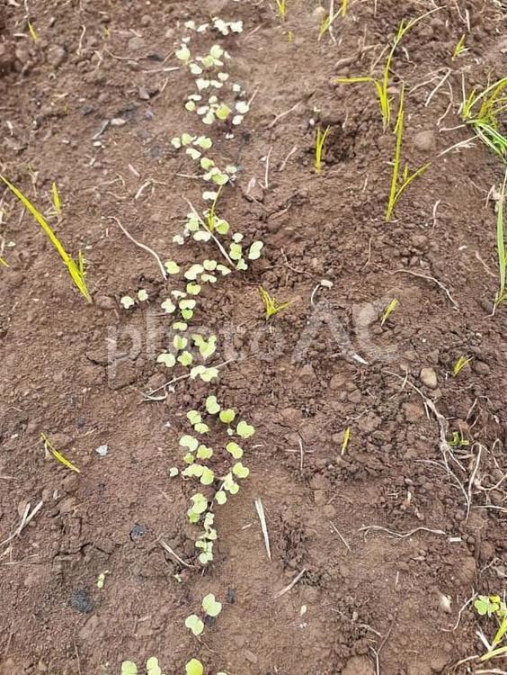 中国野菜の種が発芽＊縦バージョン 芽,畑,苗の写真素材
