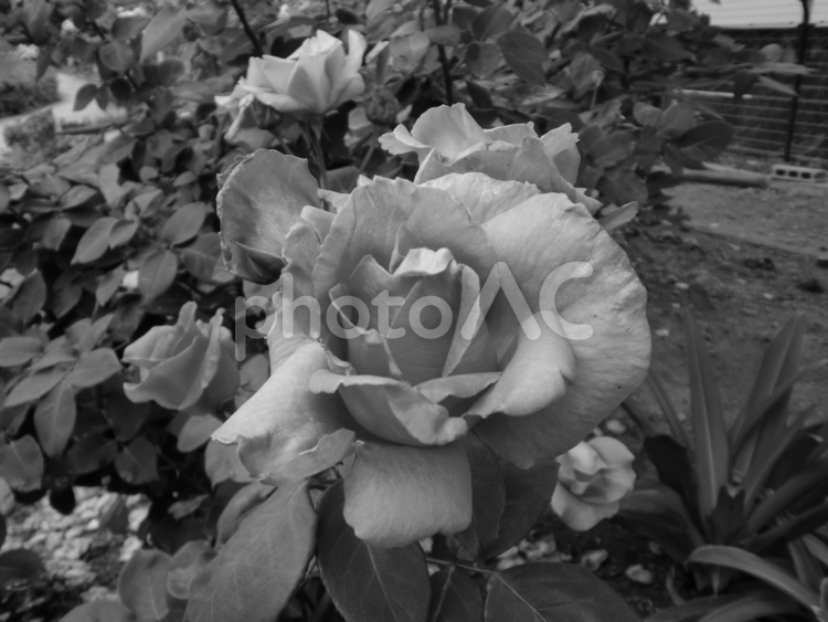 白黒写真の薔薇の花 バラ,花,植物の写真素材