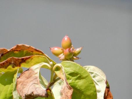 【花の写真】ハナミズキの実 【花の写真】ハナミズキの実 ハナミズキ,花水木,実の写真素材