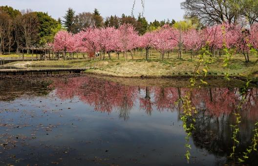 古河公方公園の桃の木 古河公方公園の桃の木 桃木,モモの木,桃色の写真素材
