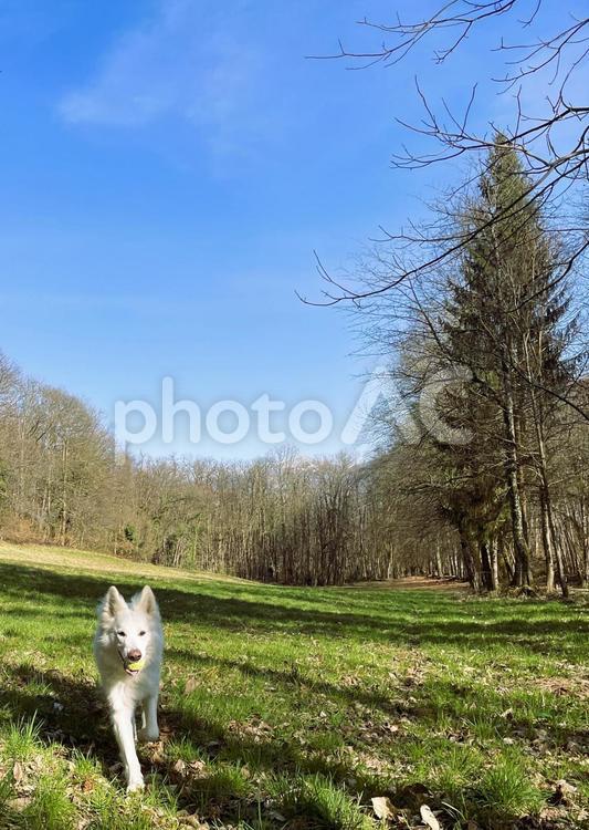 犬とボール遊び 犬,テニスボール,咥えるの写真素材