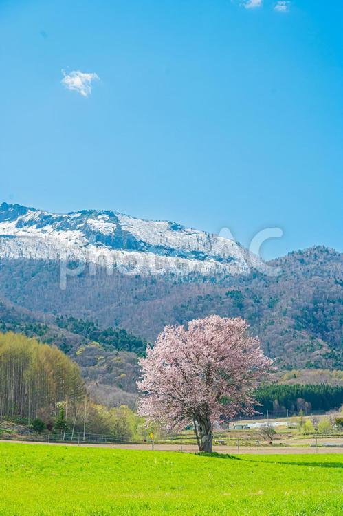 北海道　富良野　上御料の一本桜 上御料の一本桜,北海道,hokkaidoの写真素材
