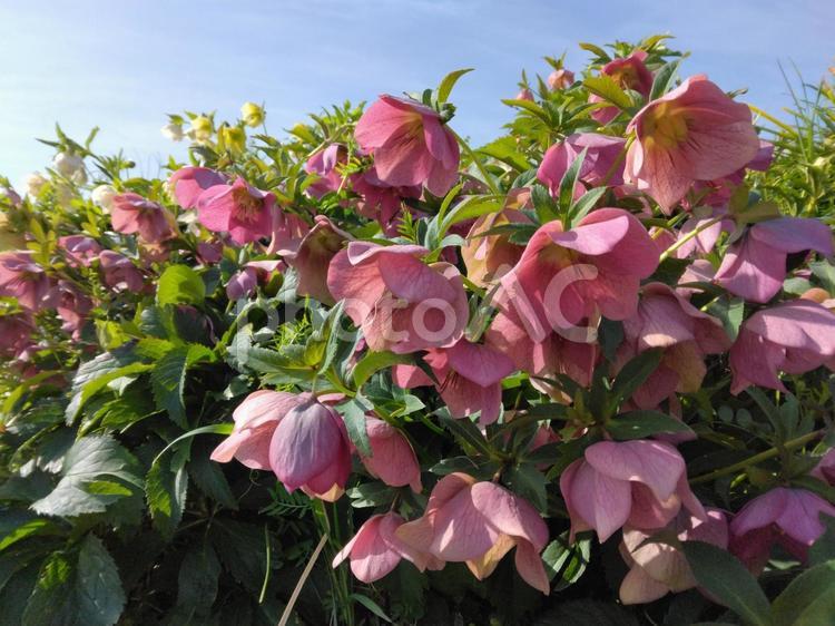 クリスマスローズの群生 クリスマスローズ,ピンク,ピンクの花の写真素材
