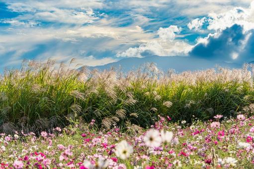ススキとコスモスが揺れる秋の高原 ススキ,コスモス,花の写真素材