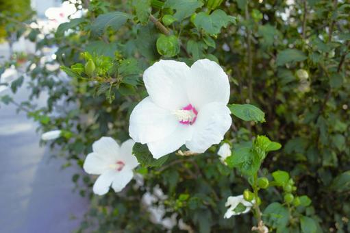 ムクゲの白い花 1 ムクゲの白い花 1 ムクゲ,アオイ,木槿花の写真素材