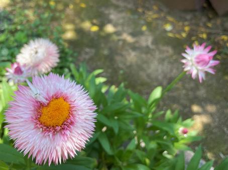 鮮やかな黄色の花芯をもつピンクの麦わら菊 鮮やかな黄色の花芯をもつピンクの麦わら菊の写真