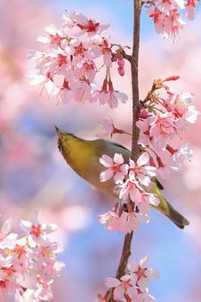 メジロと桜3 メジロと桜3の写真