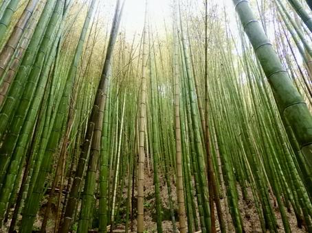 近江八幡山の竹林 竹林,竹,近江八幡市の写真素材
