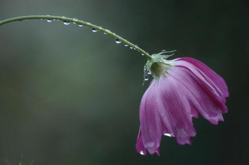 Water droplets on cosmos, JPG