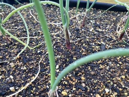 赤たまねぎの写真