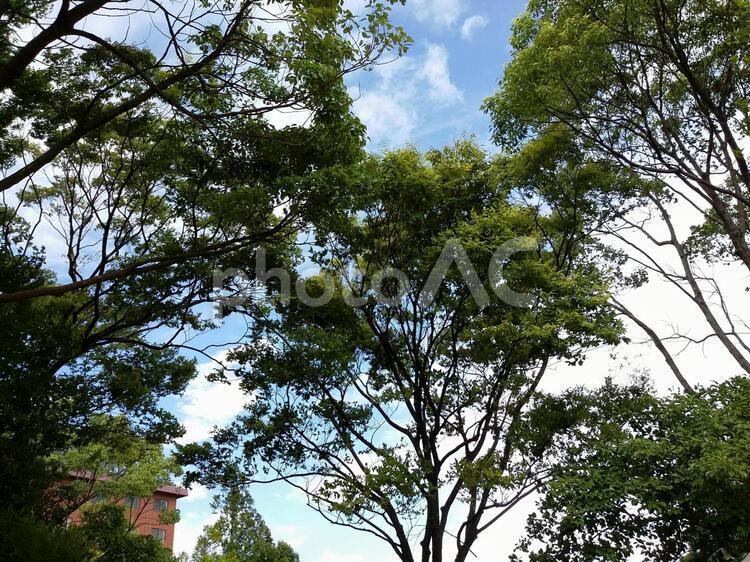 木々の間からもれる青空 光,木,木々の写真素材