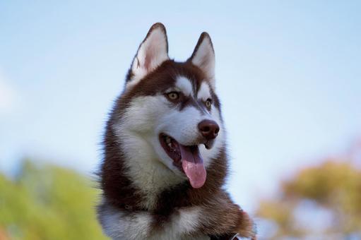 シベリアン・ハスキー 犬,シベリアン・ハスキー,大型犬の写真素材