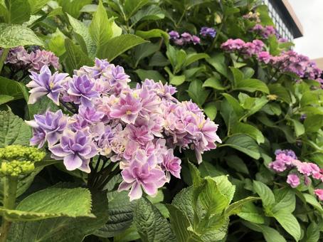 Photo, hydrangea, pink, double, 