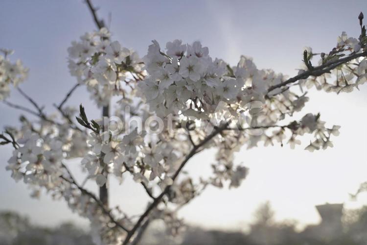 桜と青空と夕焼け 桜,青空,花見の写真素材