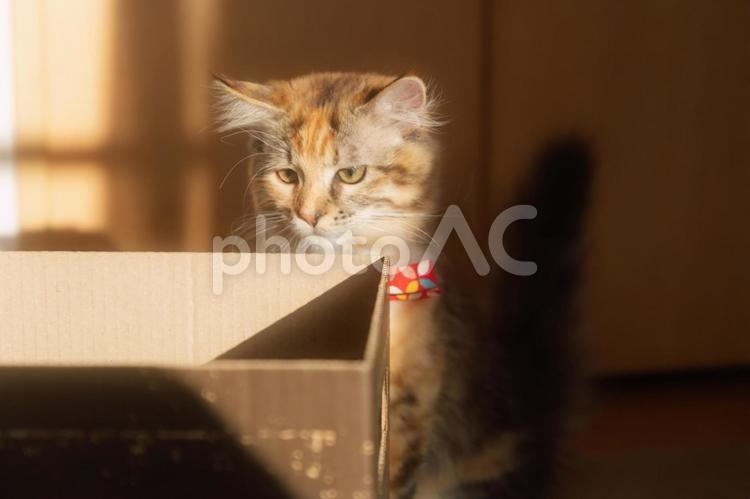 西日が差し込む部屋の子猫３ 子猫,仔猫,猫の写真素材