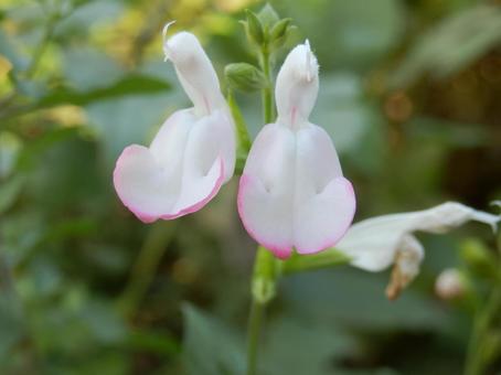 【花の写真】チェリーセージ チェリーセージ,植物,花の写真素材