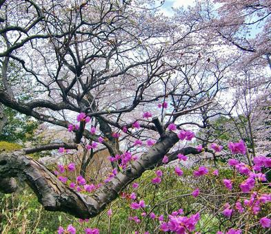 ゲンカイツツジ-2 ゲンカイツツジ-2の写真