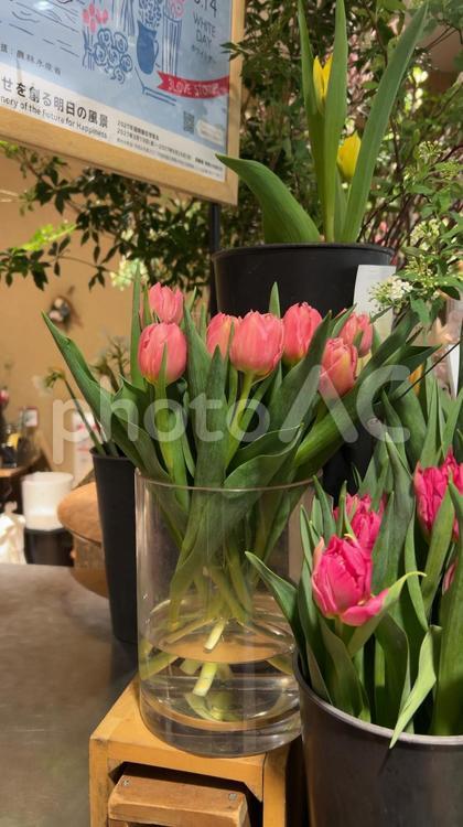 春の花 チューリップ,春の花,ピンクの写真素材