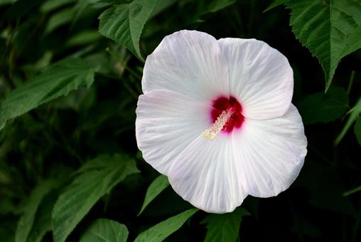 芙蓉の花 芙蓉,花,白の写真素材
