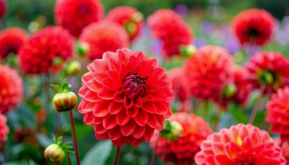 赤いダリアの花　花畑　秋の花　10月の写真