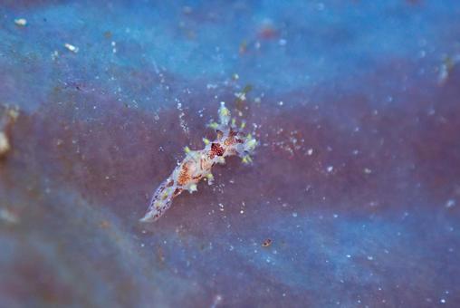 西伊豆・雲見 プロカモペルスセイロニクス 西伊豆・雲見 プロカモペルスセイロニクスの写真
