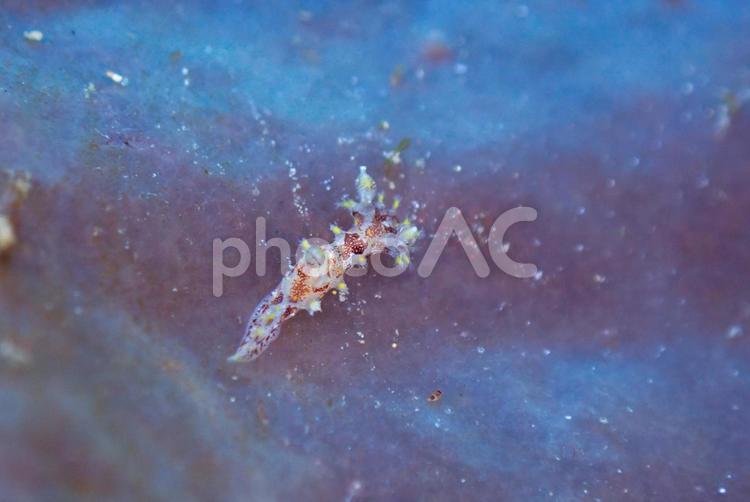 西伊豆・雲見　プロカモペルスセイロニクス スキューバダイビング,ダイビング,ウミウシの写真素材
