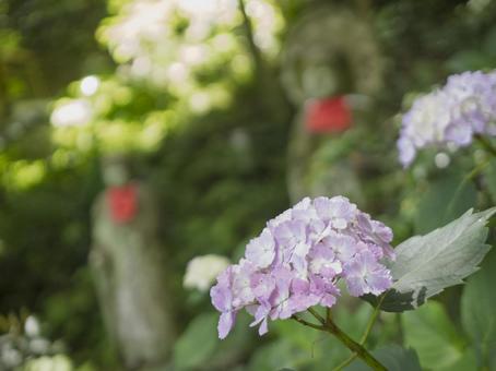 裏山の紫陽花 裏山の紫陽花 裏山,アジサイ,花の写真素材