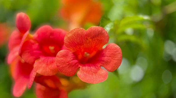Photo, natural, flower, campbell flower, 