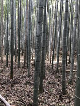 竹林 竹林,竹,風景の写真素材