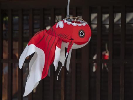 柳井金魚ちょうちん① 柳井金魚ちょうちん① 金魚ちょうちん,ちょうちん,提灯の写真素材