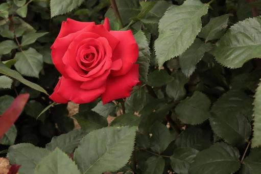 バラ園で赤色の薔薇を撮った写真です バラ園で赤色の薔薇を撮った写真ですの写真