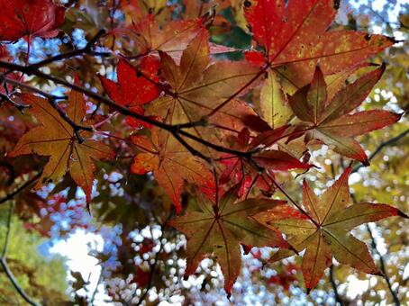 紅葉072 紅葉072の写真