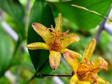 ホトトギス(金閣) ホトトギス(金閣)の写真