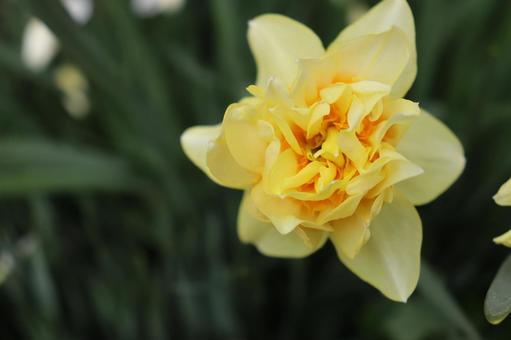 スイセンの写真