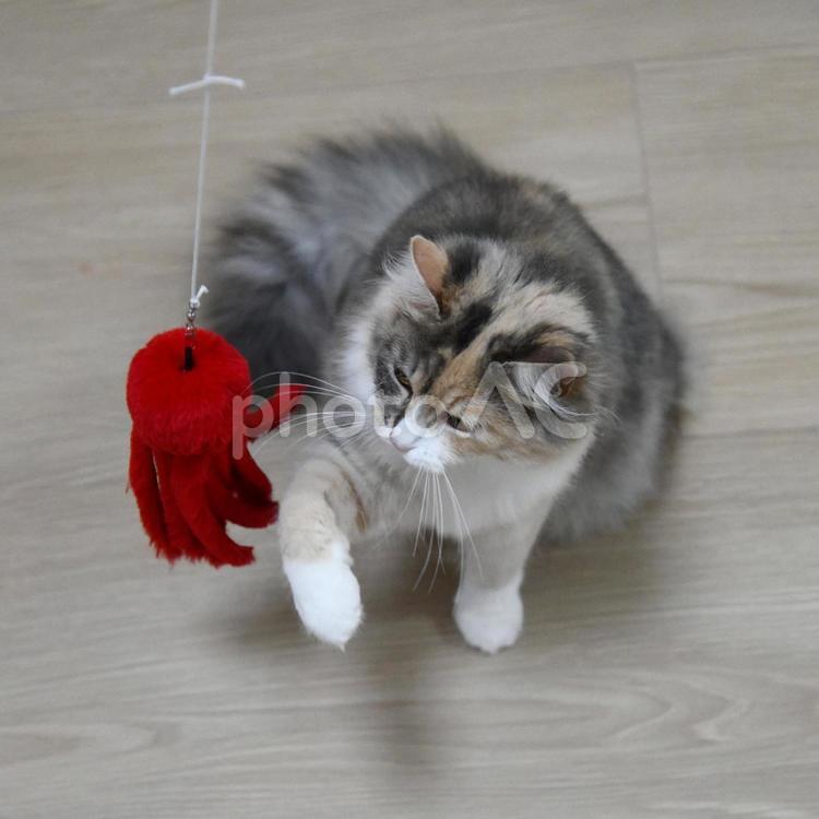猫 ノルウェージャンフォレストキャ,猫,ネコの写真素材