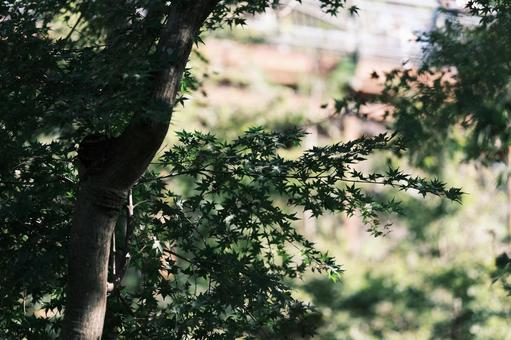 もみじ 秋のイメージ もみじ 秋のイメージの写真