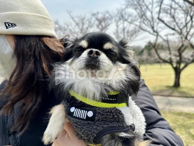 黒チワワが抱っこされて恍惚の表情 犬,チワワ,ちわわの写真素材