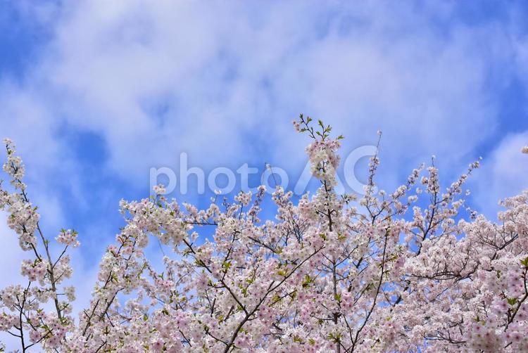 ピンクに咲き誇る満開の桜の花 桜,花,満開の写真素材