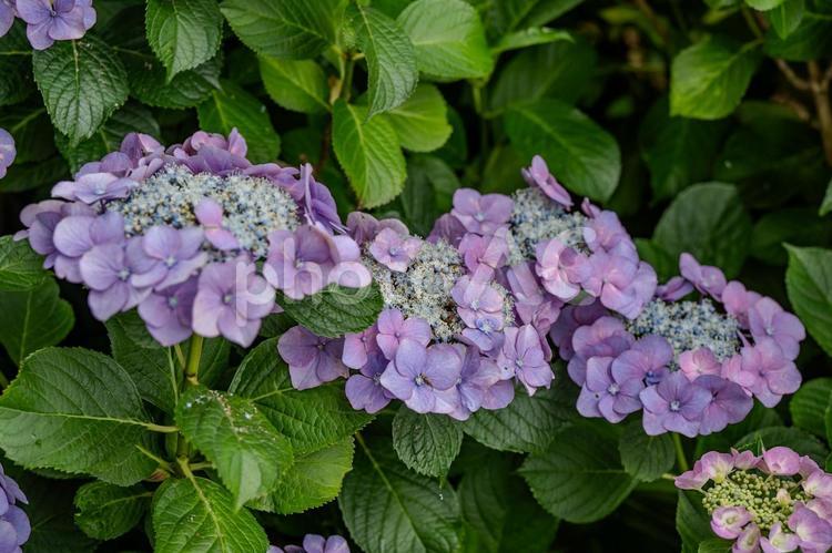 指扇アジサイまつり2025年 アジサイ,紫陽花,花の写真素材